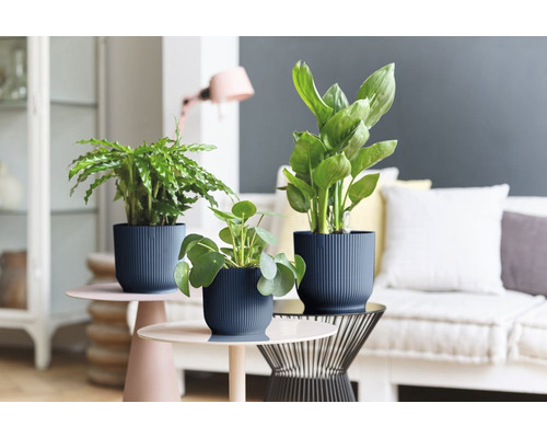 Dekorative Zimmerpflanzen in strukturierten Pflanzgefäßen auf Beistelltischen in einem Wohnzimmer