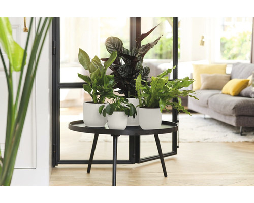 Zimmerpflanzen in weißen Töpfen auf einem Tisch im Wohnzimmer