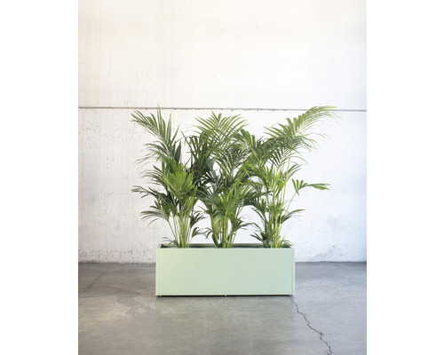 Pflanzenarrangement mit Grünpflanzen in einem rechteckigen Pflanzgefäß