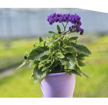 Heliotrop Pflanze in einem Topf mit lila Blüten und grünen Blättern