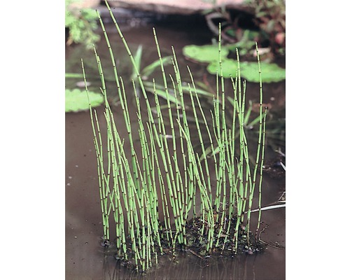 Teichschachtelhalm FloraSelf Equisetum fluviatile H 5-40 cm Co 0,6 L