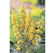 Gelber Gilbweiderich mit grün-weißen Blättern im Garten