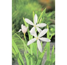 Nahaufnahme weißer Lilienblüten mit grünen Blättern