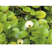 Nahaufnahme einer Gewöhnlichen Seekanne mit runden Blättern und weißen Blüten.