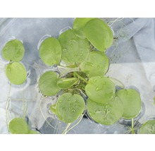 Schwimmende Teichpflanze mit runden Blättern und Wurzeln im Wasser.