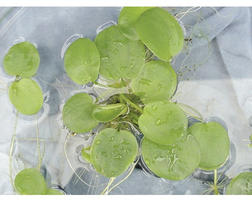 Schwimmende Teichpflanze mit runden Blättern und Wurzeln im Wasser.