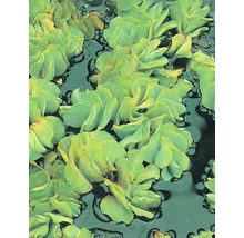 Nahaufnahme von Muschelblumen im Wasser