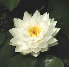 Weiße Seerose mit gelber Mitte