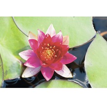 Blüte einer Seerose im Teich mit Seerosenblättern