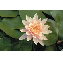 Nahaufnahme einer Seerose mit Seerosenblättern
