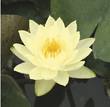 Gelbe Seerose im Teich
