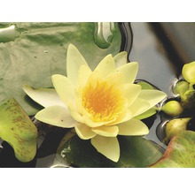 Gelbe Seerose mit Seerosenblättern im Wasser