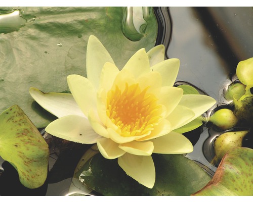 Seerose FloraSelf Nymphaea-Cultivars 'Yellow Sensation' H 5-30 cm Co 1 L