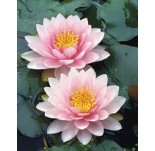 Zwei rosa Seerosenblüten im Teich