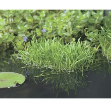 Aquatische Pflanzen im Teich