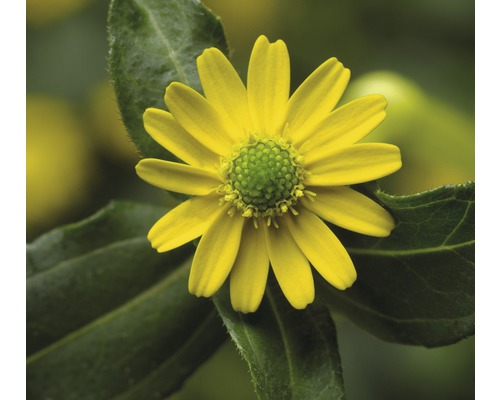 Goldmarie Blume Nahaufnahme