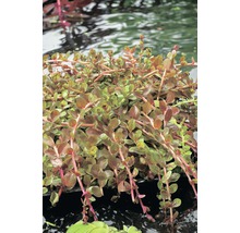 Ludwigia repens im Wasser