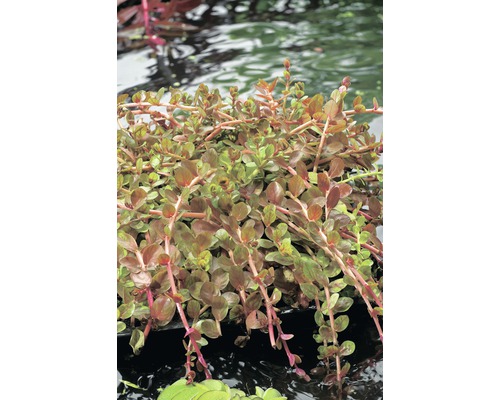 Indische Rotala FloraSelf Rotala indica H 5-15 cm Co 1 L Ludwigia repens im Wasser