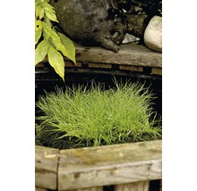 Teichszene mit grüner Binsenpflanze, Holzeinfassung und Dekoration