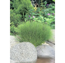 Ziergras und Steine im Garten.