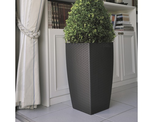 Dekorative Pflanze in einem Pflanzgefäß im Rattan-Look