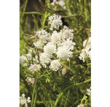 Nahaufnahme von Iberis sempervirens Blüten