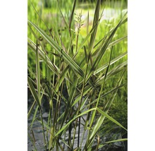 Ziergras mit gestreiften Blättern im Garten