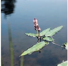 Wasserknöterich Pflanze im Wasser