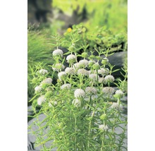 Kugellippenblütler Pflanze im Garten