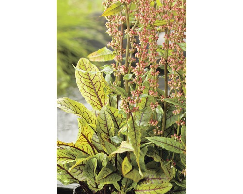 Bunter Flussampfer FloraSelf Rumex sauvignea H 10-40 cm Co 3 L