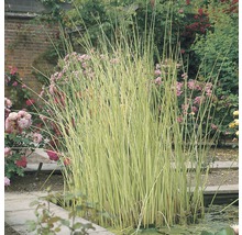 Dekorative Binsenpflanze für Gartenteiche