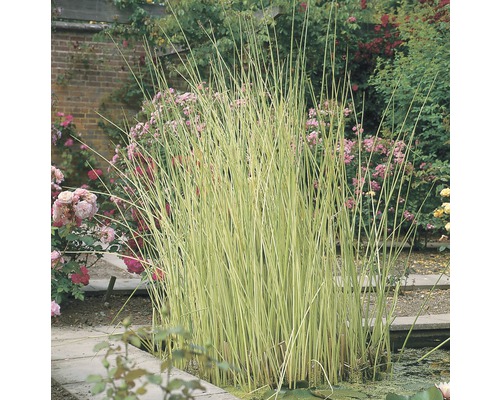 Weisse Seesimse FloraSelf Schoenoplectus lacustris 'Albescens' H 10-80 cm Co 3 L