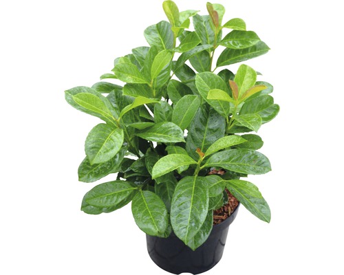 Kirschlorbeer, Lorbeerkirsche FloraSelf Prunus laurocerasus 'Etna'® H 50-60 cm Co 5 L Kirschlorbeerpflanze im Topf
