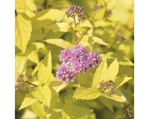 Goldgelbe Spiraea mit rosa Blüten