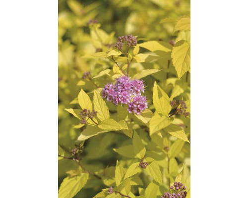 Spiere mit gelben Blättern und rosa Blüten