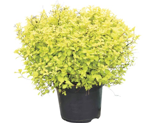 Sommerspiere FloraSelf Spiraea japonica 'Golden Princess' H 40-50 cm Co 4 L