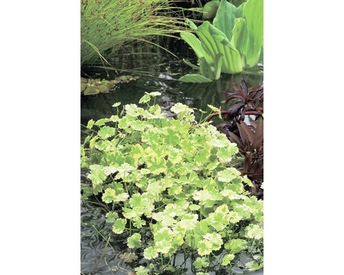 Kleinblättriger Wassernabel FloraSelf Hydrocotyle sibthorpioides 'Variegata' H 5-15 cm Co 3 L