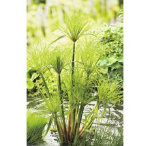 Zypergras im Gartenteich