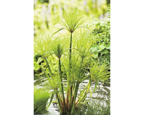 Papyrus Pflanze FloraSelf Cyperus pergamentus H 20-60 cm Co 10 L Zypergras im Gartenteich