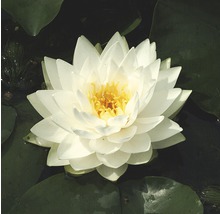 Weiße Seerose mit gelber Mitte