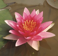 Seerose FloraSelf Nymphaea-Cultivars 'Charles de Meurville' H 10-30 cm Co 3 L