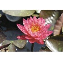 Nahaufnahme einer Seerose mit gelben Staubgefäßen und Blättern im Wasser.