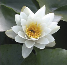 Nahaufnahme einer weißen Seerose mit gelber Mitte und grünen Blättern