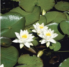 Seerosen mit Blättern im Teich