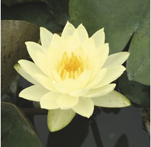 Gelbe Seerose im Teich