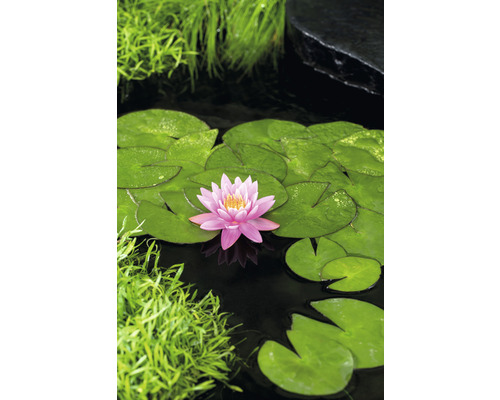 Teichszene mit Seerosenblüte und Seerosenblättern