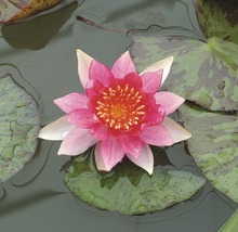 Nahaufnahme einer Seerose mit rosa Blütenblättern und gelber Mitte
