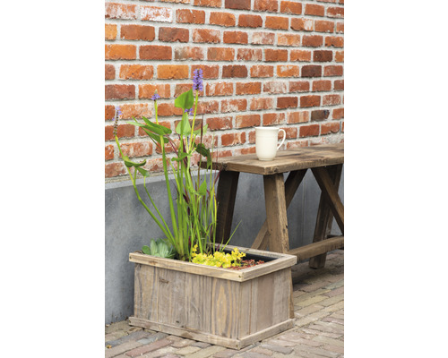 Miniteich 'Brussels Brown' FloraSelf mit Pflanzen inkl. Treibring 40 cm Holzkiste Fassungsvermögen 15 L