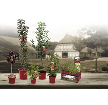 Verschiedene Obstbäume und Obststräucher in Töpfen auf einem Tisch