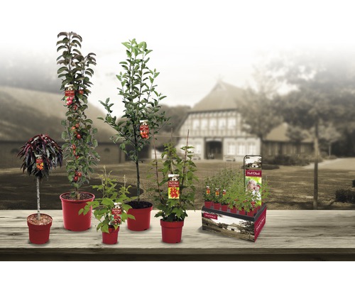 Verschiedene Obstbäume und Obststräucher in Töpfen auf einem Tisch